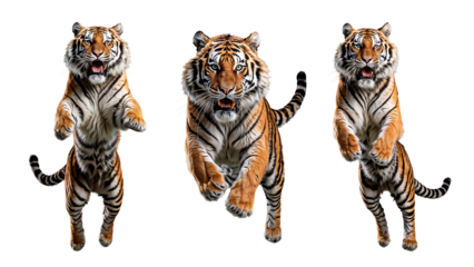 Front view of tiger is jumping directly towards the viewer. Isolated on transparent background.