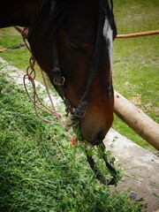 [Peru] Close up of the mouth of a horse eating grass (Arequipa)