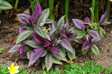 Strobilanthes dyeriana,the purple color and unique texture of the leaves, is very beautiful