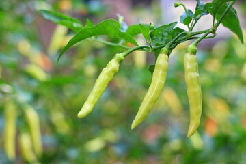 Green chili peppers on the chili farm