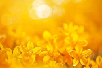 Obraz premium Saffron yellow defocused background enhancing warm, festive event atmospheres.