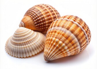 Obraz premium Shells on white background. top view