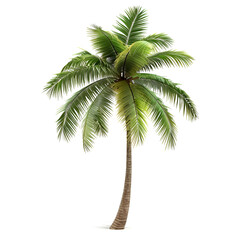 Obraz premium palm tree isolated on transparent background