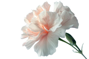 Obraz premium red and white lily