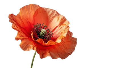poppy isolated on white