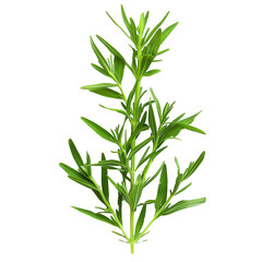 Fototapeta premium rosemary