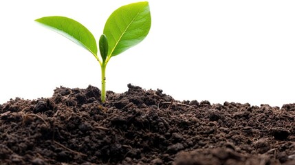 A seedling emerging from the soil with fresh, green leaves, symbolizing hope and new life, on a white background