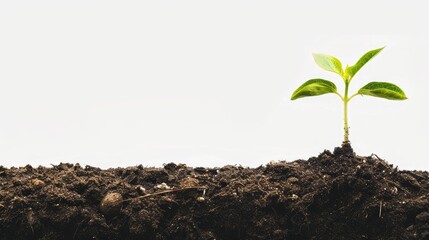 A single delicate seedling breaking through the soil surface, symbolizing new beginnings and growth, set against a white background