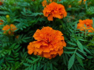 Mexican marigold, African marigold or Tagetes erecta blooming in the garden.
