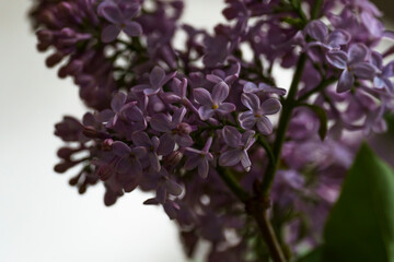 still life, close-up, blooming lilac flowers, contrasting picture of blooming lilac, spring bouquet, screensaver, background