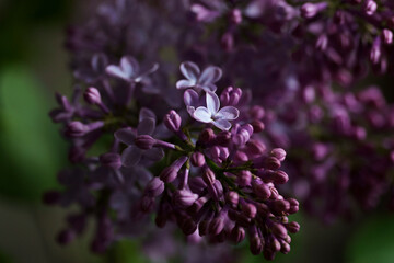 still life, close-up, blooming lilac flowers, contrasting picture of blooming lilac, spring bouquet, screensaver, background