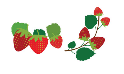 Strawberry Vector And Illustration Collection 