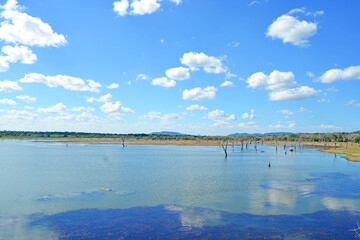 Blue color natural lake with cloudy sky and dead trees middle of it in summer, wallpaper concept