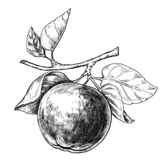 Apple on a branch hand drawn vintage vector sketch drawing