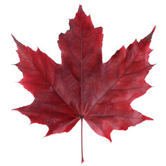 maple leaf isolated on white
