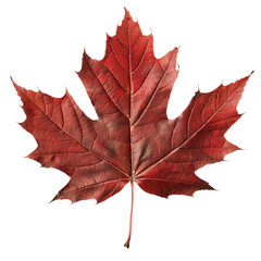 Obraz premium autumn maple leaf