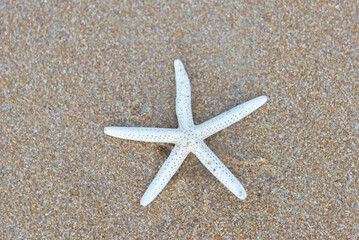 Starfish on beach background