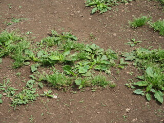草地に生えているオオバコ