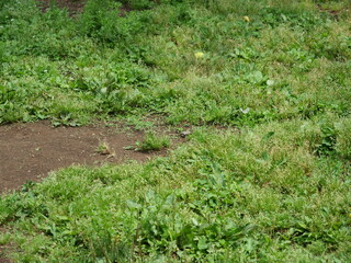 地面に生えている雑草