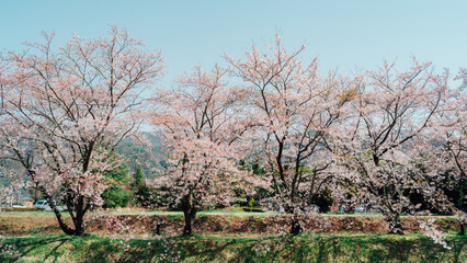 Fototapeta premium spring in the park in japan