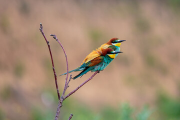 Bee-eaters in their natural state