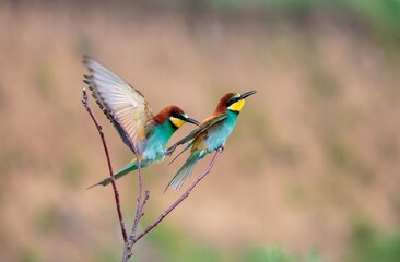 Bee-eaters in their natural state