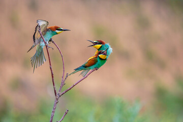 Bee-eaters in their natural state