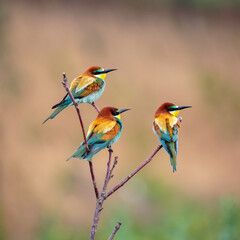 Bee-eaters in their natural state
