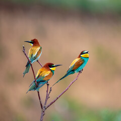 Bee-eaters in their natural state