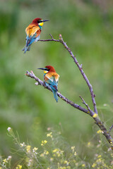Bee-eaters in their natural state