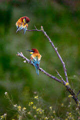 Bee-eaters in their natural state