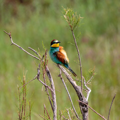 Bee-eaters in their natural state