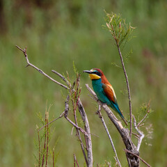 Bee-eaters in their natural state