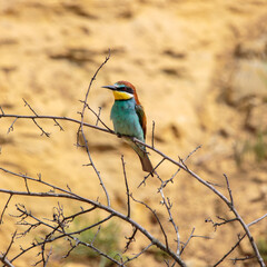 Bee-eaters in their natural state