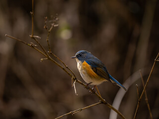 Fototapeta premium 森の中で枝に留まっているルリビタキの雄