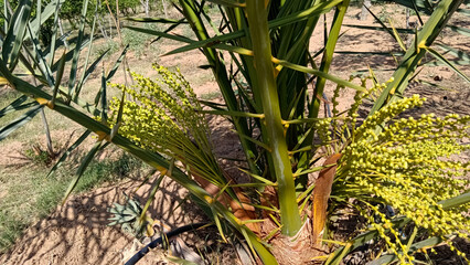 Blossoming flowers of dates tree