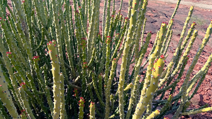 Wild Cactus on the mountain