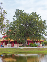 View on giant tree near Wehart Chamrunt at Bang Pa-In Palace in Ayutthaya, Thailand