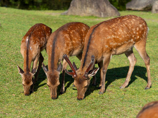 【奈良公園】芝を食べる鹿の群れ