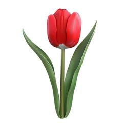Fototapeta premium A single red tulip with green leaves, isolated on a black background.