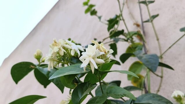 Arabian jasmine flowers also known as Mogra flowers in India, Jasminum sambac white flowers use in fragrance industry.