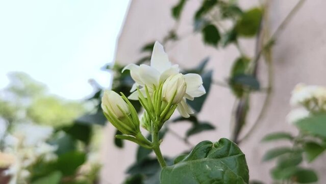 Arabian jasmine flowers also known as Mogra flowers in India, Jasminum sambac white flowers use in fragrance industry.