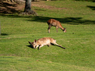 食後に寛ぐ奈良公園の鹿