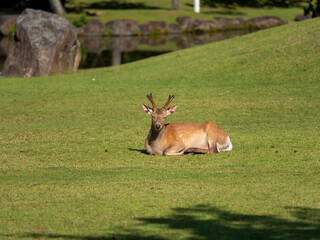 【奈良公園】食後に眠る雄鹿