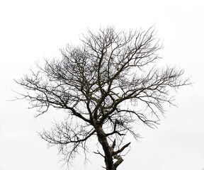 Monochrome, bare tree and isolated by white background, no leaf and dry branch with trunk. Plant, wood or forest by studio space as art deco, creative aesthetic and natural growth cycle with texture