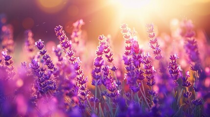 Close up Beautiful Blooming fragrant lavender in a field with warm sunbeam. background, wallpaer.