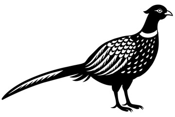 bird vector illustration