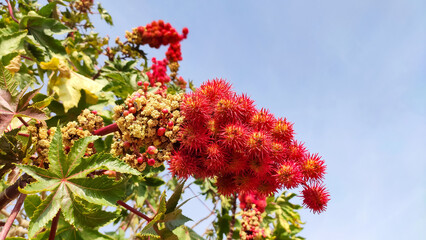 Ricinus Communist (Castor Bean) tree with blue sky, Arandi seeds flower on the tree