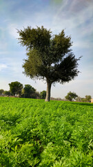 Prosopis Cineraria (Khejari) tree in the young carrots crop field