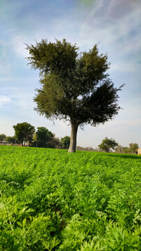 Prosopis Cineraria (Khejari) tree in the young carrots crop field